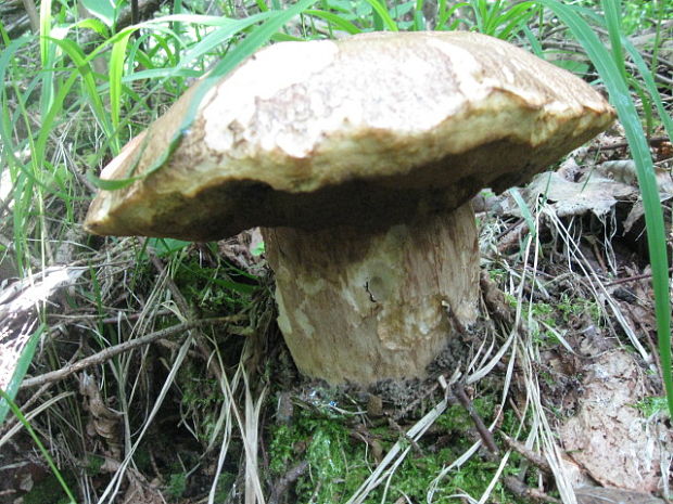 hríb dubový Boletus reticulatus Schaeff.