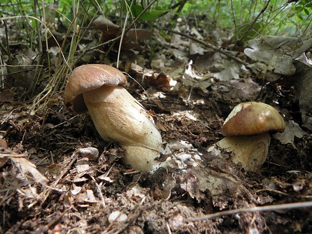 hríb dubový Boletus reticulatus Schaeff.