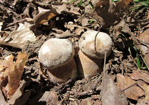 hríb dubový Boletus reticulatus Schaeff.