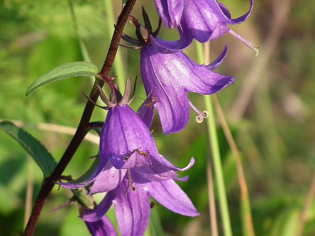 zvonček repkovitý Campanula rapunculoides L.