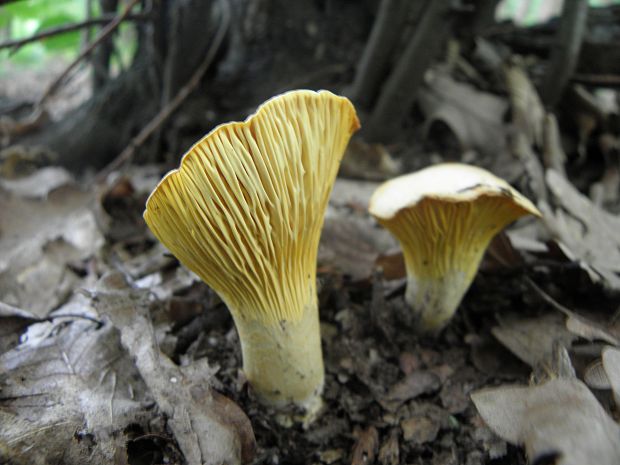 kuriatko Cantharellus sp.