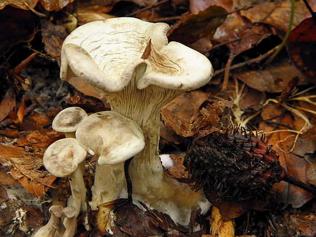 strmuľka Clitocybe sp.