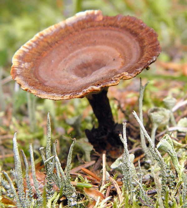 kožovník pásikavý Coltricia perennis (L.) Murrill