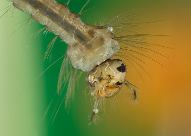 komár - larva Culex