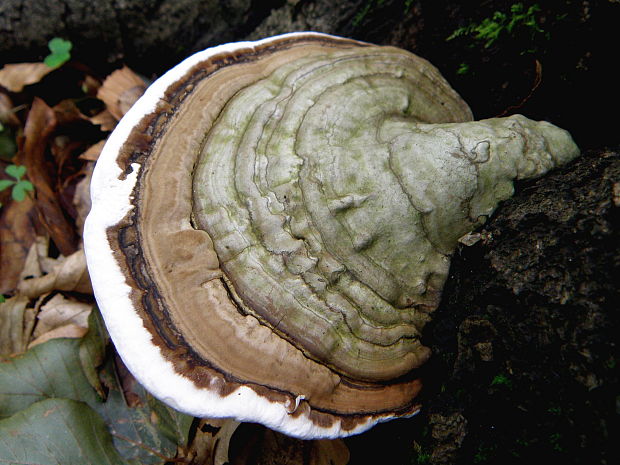 práchnovec kopytovitý Fomes fomentarius (L.) J.J. Kickx