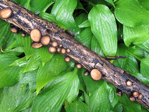 galiella Galiella rufa (Schwein.) Nannf. & Korf