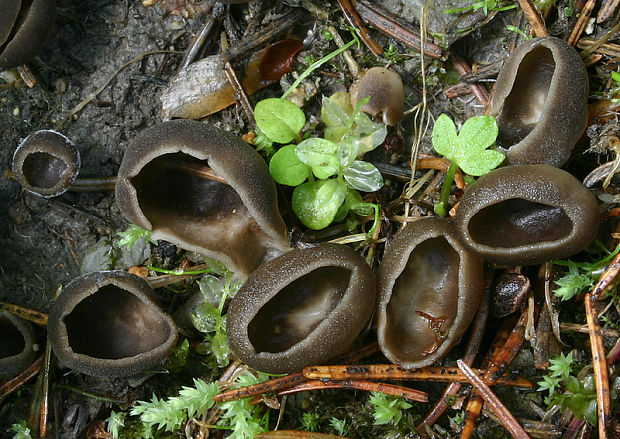 chriapač voňavý  Helvella confusa Harmaja