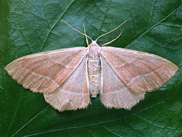 listnatka smreková Hylaea fasciaria,ssp. fasciaria