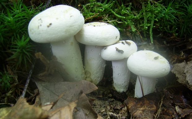 rýdzik korenistý Lactarius piperatus (L.) Pers.