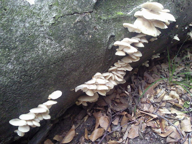 hliva buková Pleurotus pulmonarius (Fr.) Quél.