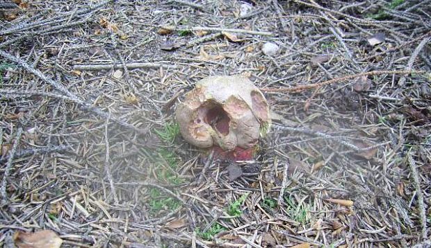 hríb úhľadný horský Rubroboletus rubrosanguineus (Cheype) Kuan Zhao & Zhu L. Yang