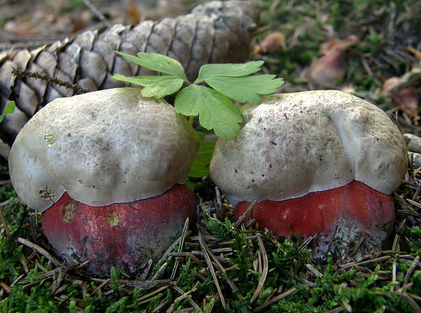 hríb úhľadný horský Rubroboletus rubrosanguineus (Cheype) Kuan Zhao & Zhu L. Yang