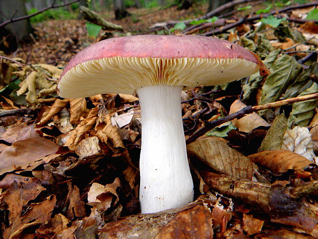 plávka Russula sp.