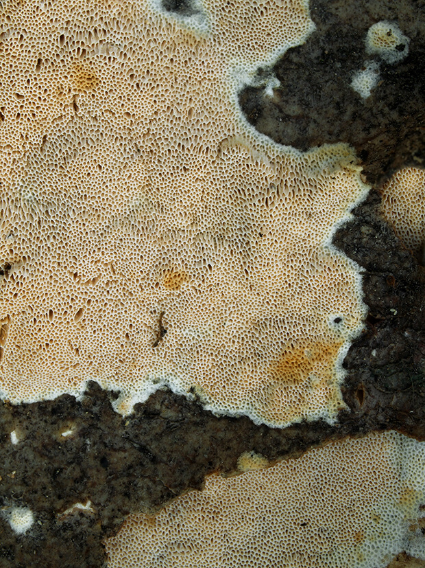 klanopórovka drobnopórová Xylodon flaviporus (Berk. & M.A. Curtis ex Cooke) Riebesehl & Langer