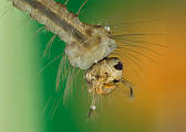 komár - larva