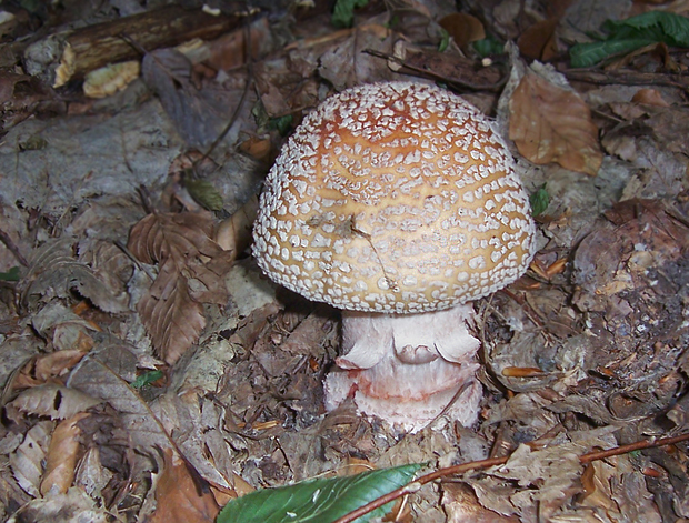 muchotrávka červenkastá Amanita rubescens Pers.