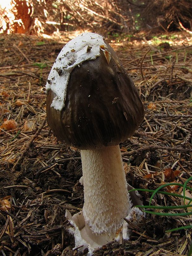 muchotrávka pošvatá Amanita vaginata (Bull.) Lam.