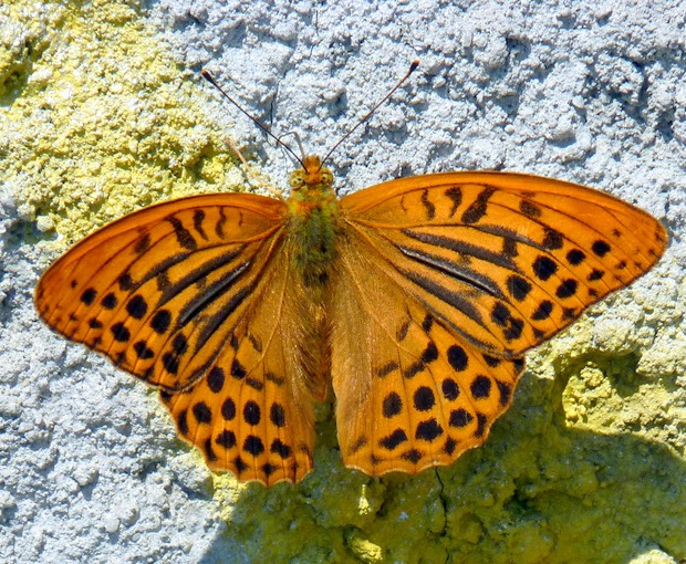 perlovec striebristopásavý Argynnis paphia