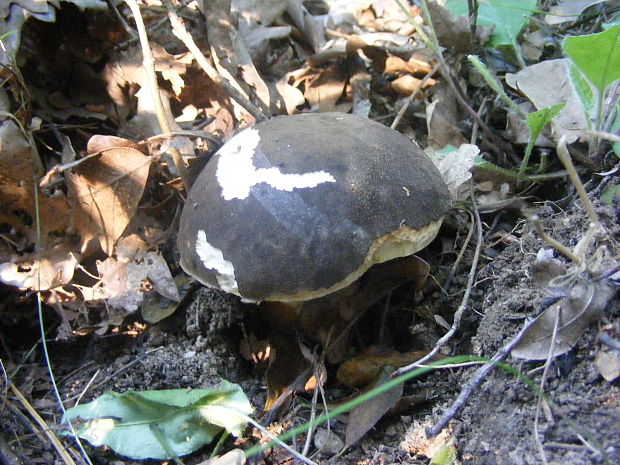 hríb bronzový Boletus aereus Bull. ex Fr.