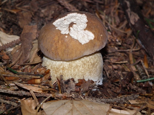 hríb smrekový Boletus edulis Bull.