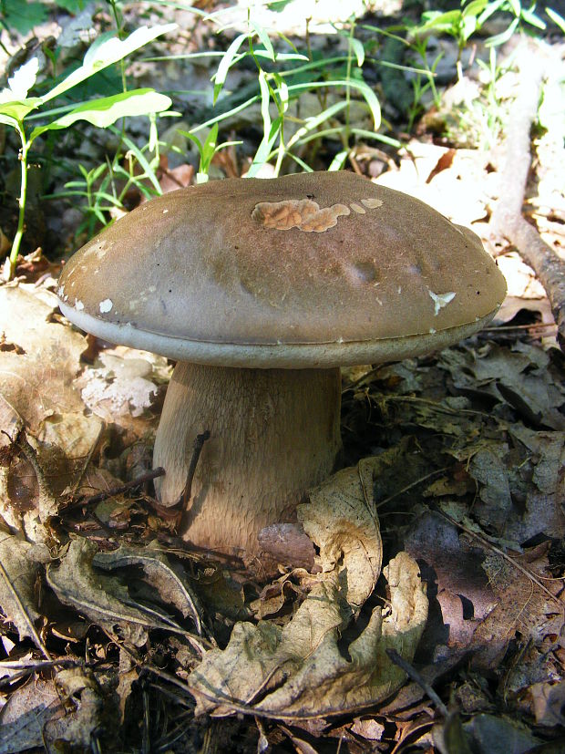 hríb dubový Boletus reticulatus Schaeff.