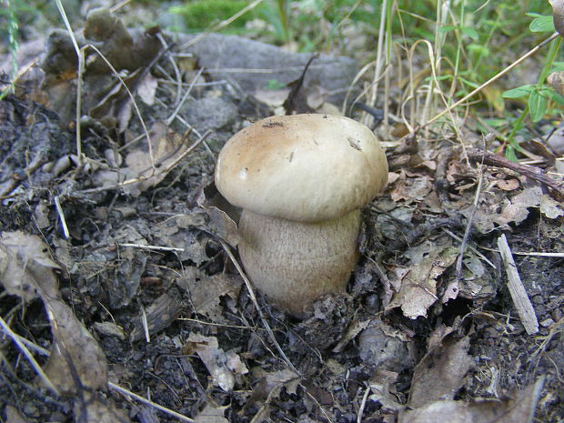 hríb dubový Boletus reticulatus Schaeff.