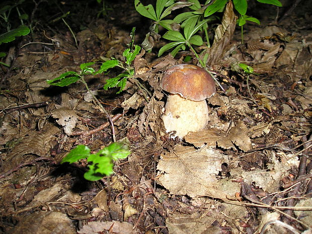 hríb dubový Boletus reticulatus Schaeff.