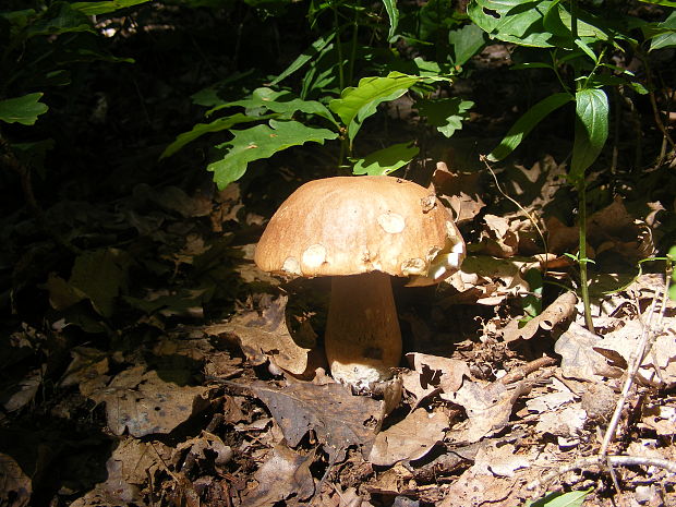 hríb  Boletus sp.