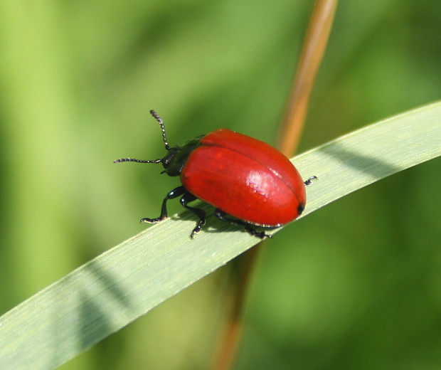 mandelinka topolová Chrysolina populi