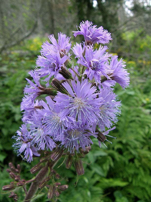 mliečivec alpínsky Cicerbita alpina (L.) Wallr.