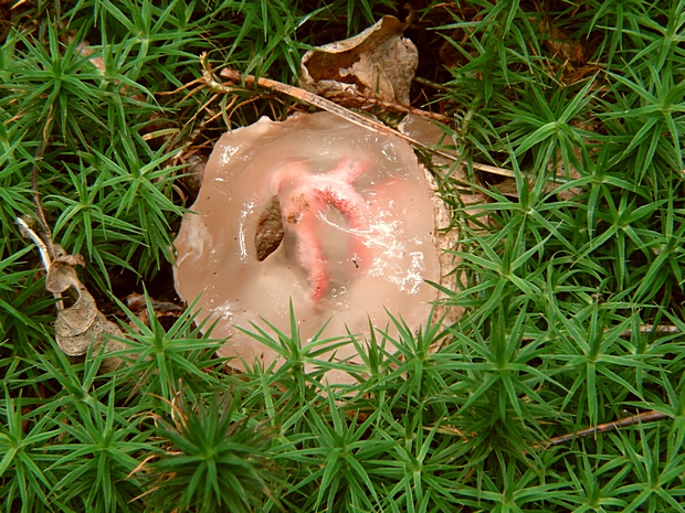 mrežovka kvetovitá Clathrus archeri (Berk.) Dring