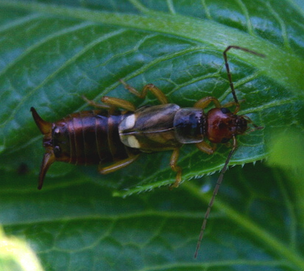 ucholak - škvor obecný Forticula auricularia