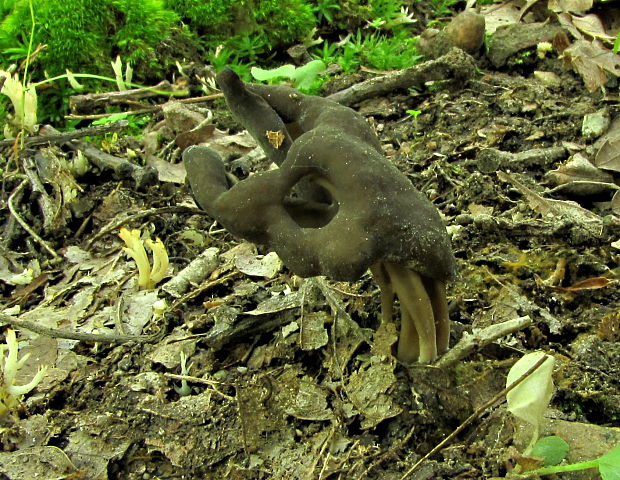 chriapač jamkatý Helvella lacunosa Afzel.