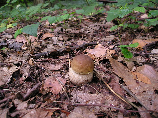 kozák hrabový Leccinum pseudoscabrum (Kallenb.) Šutara