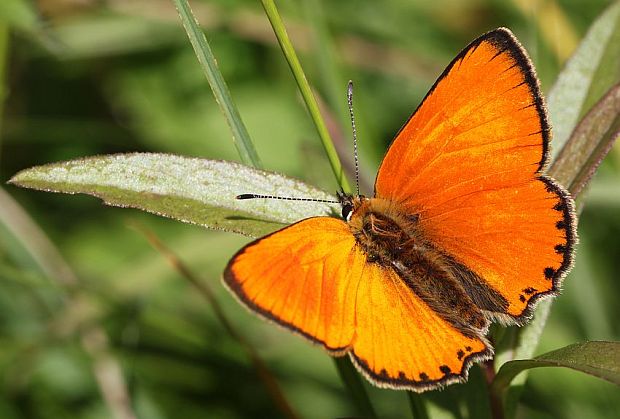 ohniváčik zlatobyľový Lycaena virgaureae (Linnaeus, 1758)