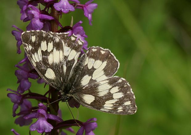 očkáň timotejkový Melanargia galathea