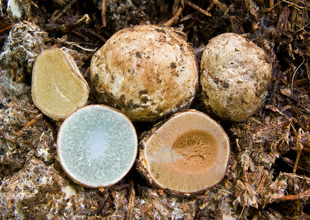 tvrdúšik Sclerogaster hysterangioides (Tul. & C. Tul.) Zeller & C.W. Dodge