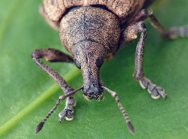 nosáčik Tropiphorus terricola Neuman, 1838