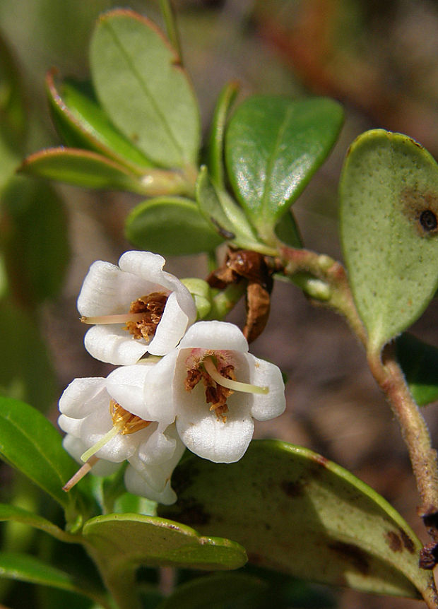 brusnica pravá Vaccinium vitis-idaea L.