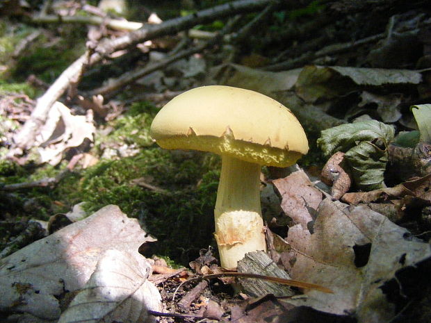 suchohríb Xerocomus sp.