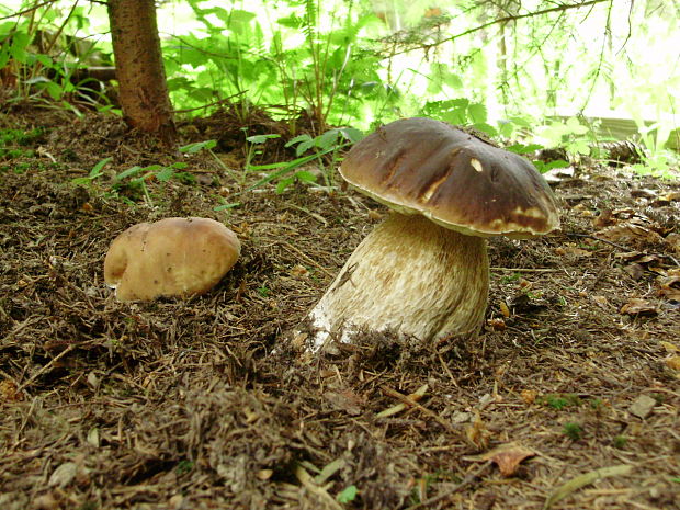 hríb smrekový Boletus edulis Bull.