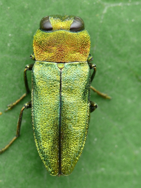 krasoň lesklý Anthaxia nitidula nitidula Linnaeus, 1758