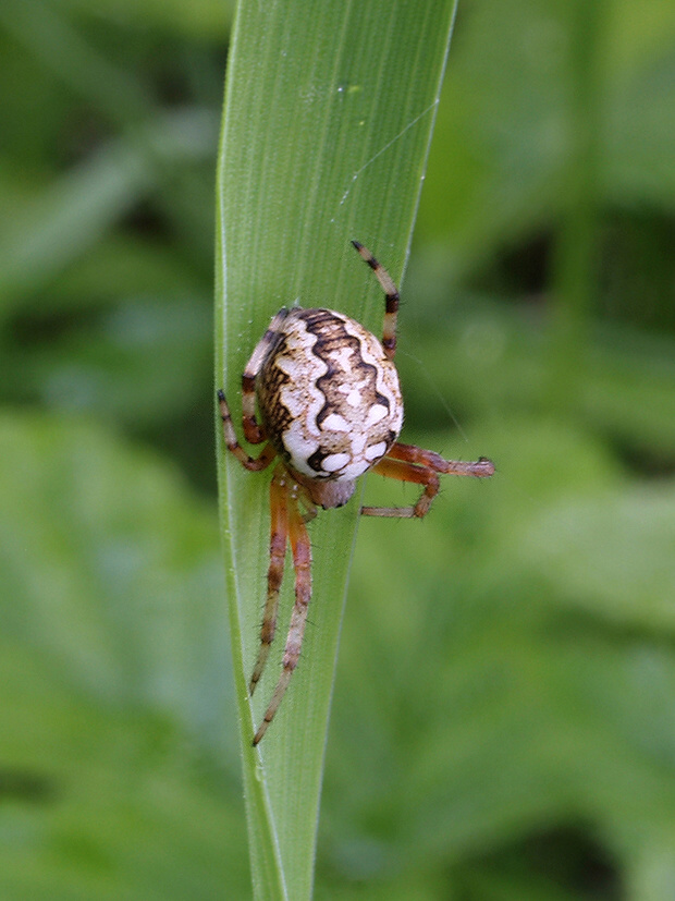 križiak Araneus sp.