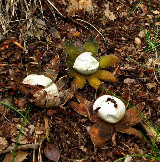 hviezdovec vlahojavný Astraeus hygrometricus (Pers.) Morgan