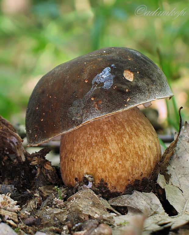 hríb bronzový Boletus aereus Bull. ex Fr.