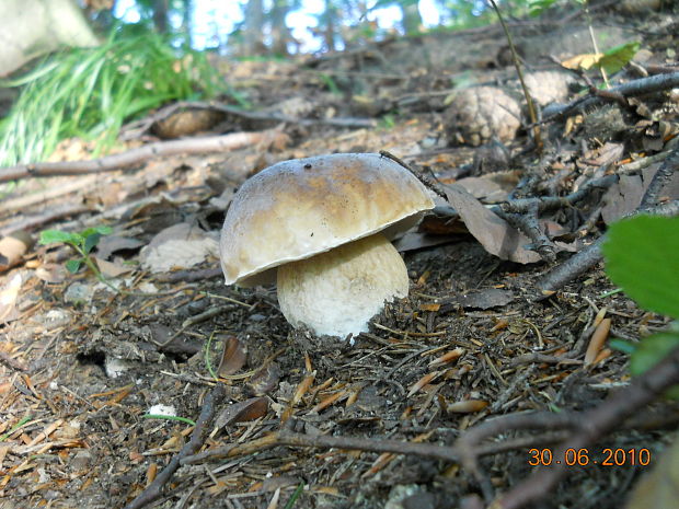 hríb smrekový Boletus edulis Bull.