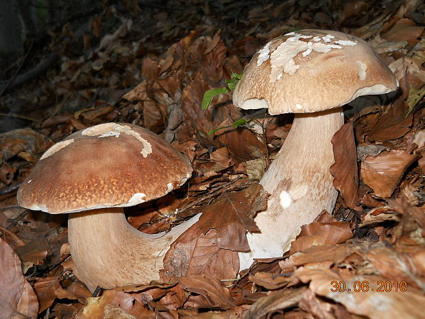 hríb dubový Boletus reticulatus Schaeff.