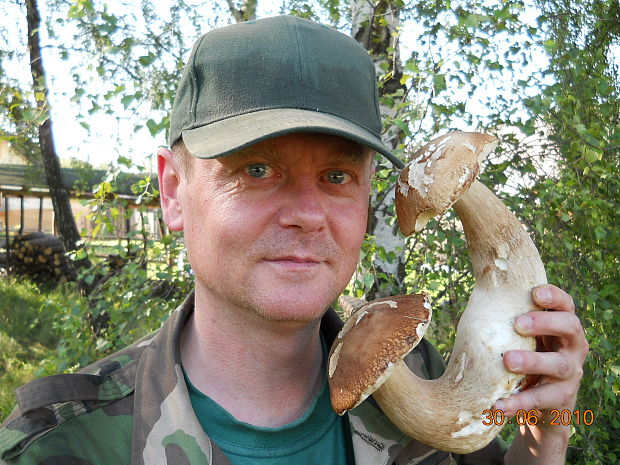 hríb dubový Boletus reticulatus Schaeff.