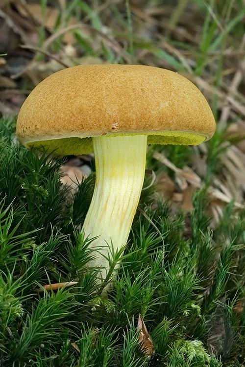 suchohríb plstnatý Boletus subtomentosus L.