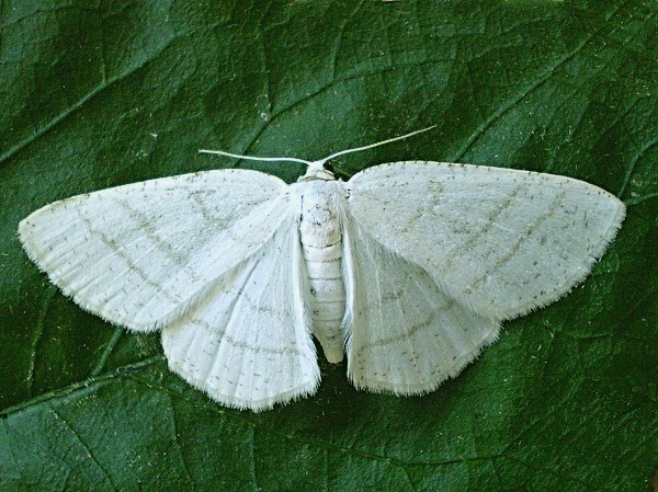 listnatka biela Cabera pusaria Linnaeus, 1758